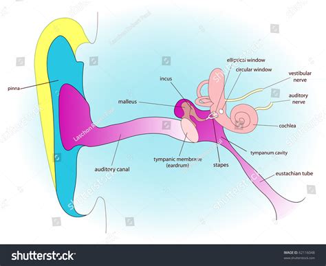 Ear Anatomy Abstract Art Illustration Vector Stock Illustration ...