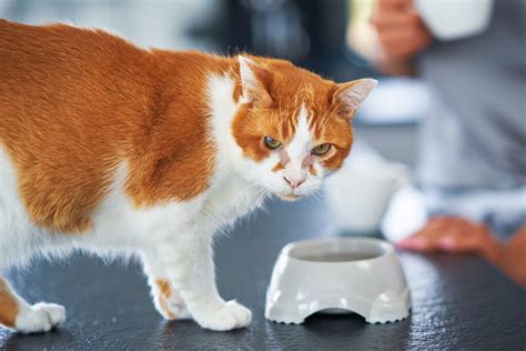 5 Effective Treatment Approaches For Managing Cat Diarrhea