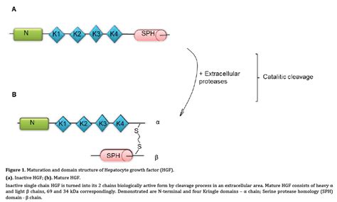 Hepatocyte Growth Factor Signaling Pathway As A Potential Target In