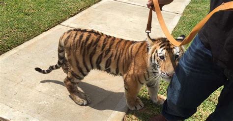 Pet Tiger Cub On Collar And Leash Found Roaming In Texas - The Dodo