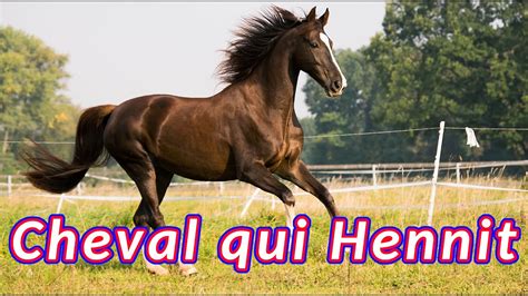 Cheval Qui Hennit Apprenez Mieux Conna Tre Le Cheval Et D Couvrez