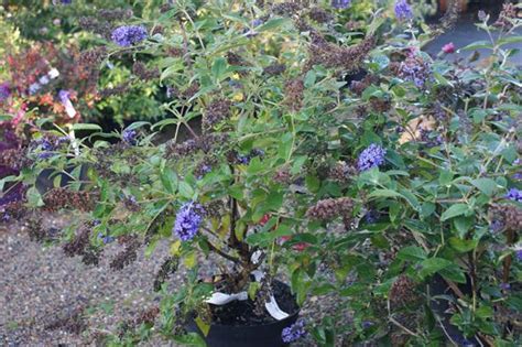 Buddleja Davidii Free Petite Blue Heaven Zwerg Sommerflieder