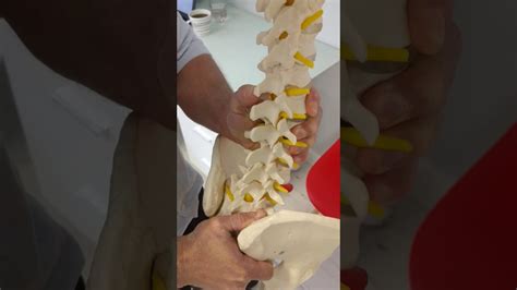 Movement Of Facet Joints In Lumbar Spine On Flexion And Extension Youtube