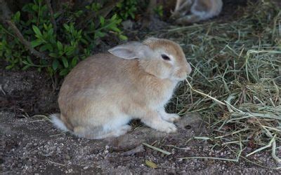 Thématique Environnement du lapin L Eden des Pattounes