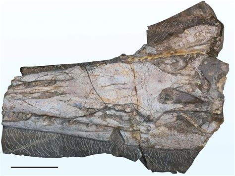 Descubren En México El Fósil De Un Reptil Marino Que Vivió Hace 90 Millones De Años