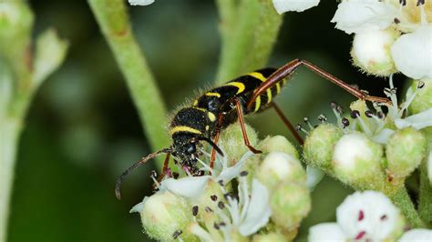 Wasp Beetle (Clytus arietis) - British Beetles - Woodland Trust