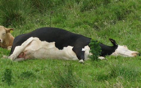 Bloat In Cattle Causes Symptoms And Effective Treatment