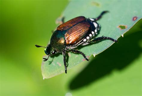 Japanese beetle - Biocontrol, Damage and Life Cycle