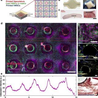 Multicellular D Bioprinted Cardiac Tissue Constructs Representative