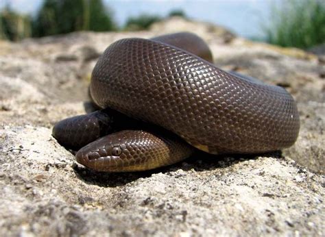 Rubber boa | snake | Britannica