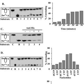 Helicase Activity Assay Of PfPSH3N A Lanes 1 8 Are Reactions With