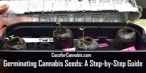 Germinating Cannabis Seeds - A Step by Step Guide - Coco For Cannabis