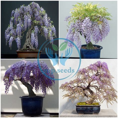 เมล็ดพันธุ์ดอกไม้ Floribunda Wisteria 10 ชิ้น Whtkw0zsgn Thaipick