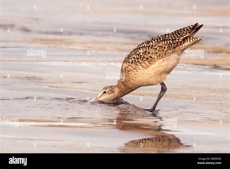 Marbled Godwit Limosa Fedoa Wading And Foraging In The Water Along