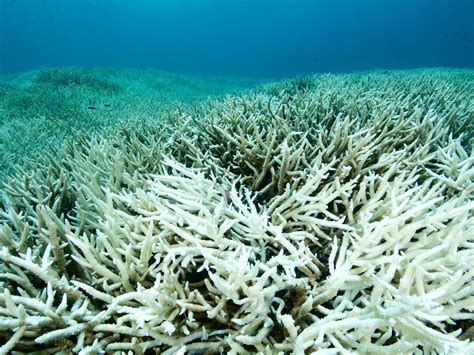 Great Barrier Reef Experiencing Most Widespread Bleaching On Record Due