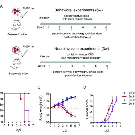 Viral Antigen Distribution In The Mouse Oe And Brain During Phev