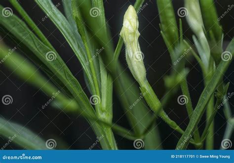 White Ruellia Tuberosa Stock Photo Cartoondealer