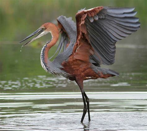 Goliath Heron Ardea Goliath Is The Worlds Largest Heron It Is Found