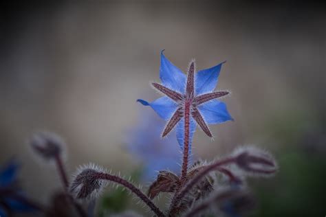 Borraja Flor Planta Foto Gratis En Pixabay Pixabay