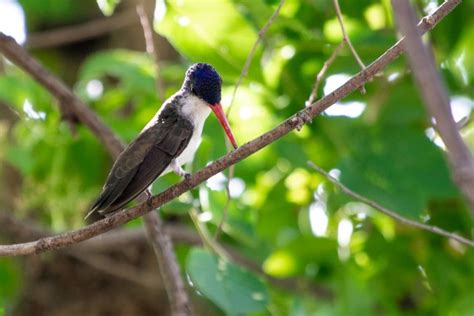 Eight Species Of Spectacular Hummingbirds —southeast Arizona June 2019