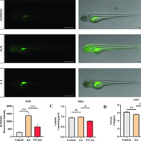 Effects Of Tt On Oxidative Stress Levels In Zebrafish Thrombosis