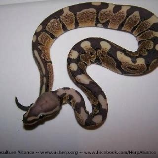 Scaleless Ball Python | Ball python morphs, Scaleless ball python, Ball ...