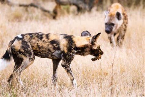 African Wild Dog vs Hyena: Comparing These Social Species