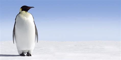 Most Viewed Emperor Penguin HD Wallpaper Pxfuel