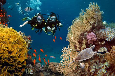 13 Spot Diving Terbaik Di Indonesia Untuk Destinasi Liburan Anda 2023