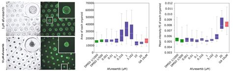 Organoids Generation And Phenotypic Screen On Millicell Microwell Plates