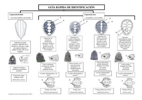 Guía para identificar el tipo de tortuga que tienes como mascota