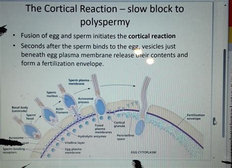 Solved The Cortical Reaction - ﻿slow block to | Chegg.com