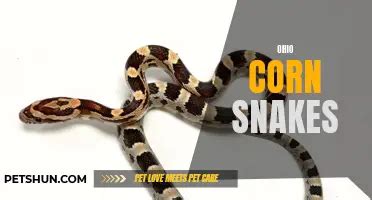 The Beautiful And Enigmatic Lavender Corn Snake A Guide To This