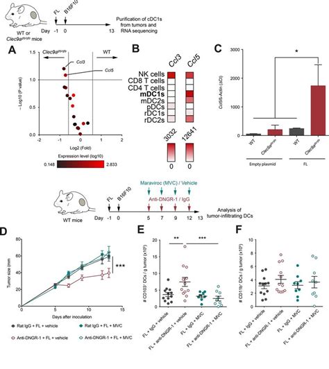 Dngr 1 Regulates Ccl5 Ccr5 Mediated Infiltration Of Conventional Type 1