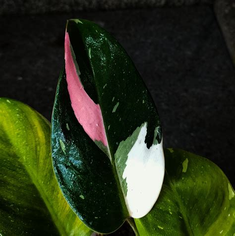 Philodendron White Princess Tricolor Etsy