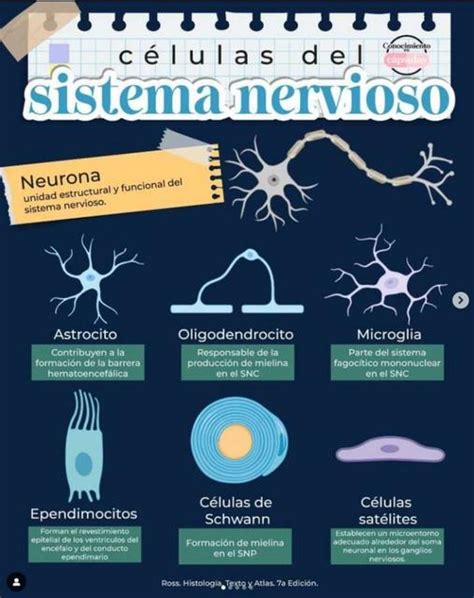 Células del Sistema Nervioso YUDOC ORG uDocz