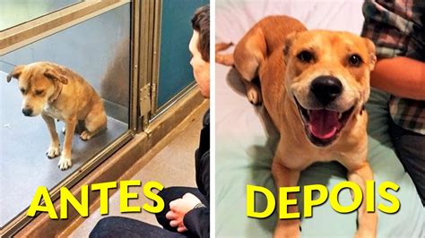 ANTES E DEPOIS DE CACHORROS ADOTADOS QUE VÃO ALEGRAR O SEU DIA YouTube