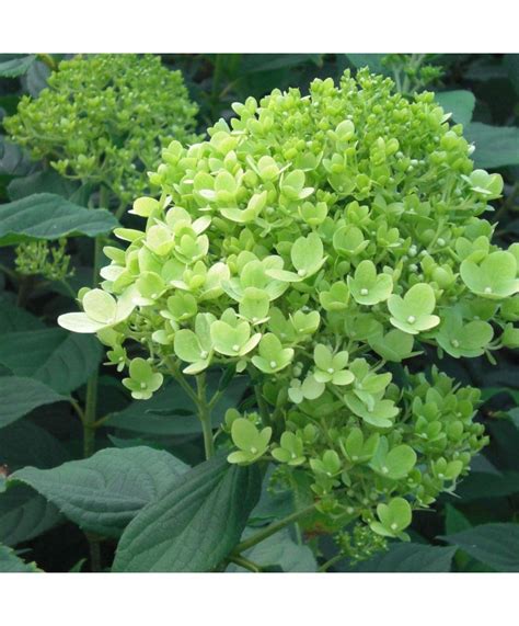 Hortensie Hydrangea Panic Limelight Pbr C