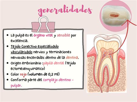 Solution La Pulpa Dental Definicion Caracteristicas Funcion Histologia