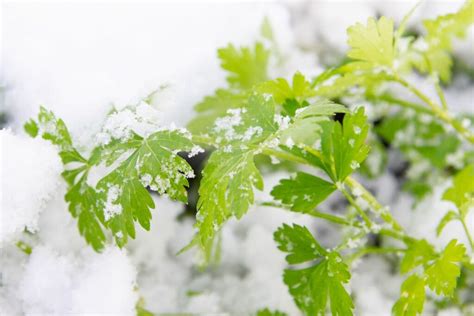 Parsley care: how to water & fertilise - Plantura