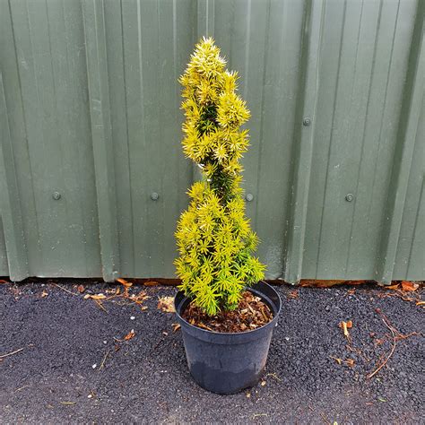 Taxus Standishii Golden Yew