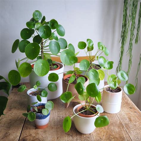 Pilea Peperomioides Care Guide House Plant House