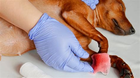 How To Treat Dog Nail Cut Too Short