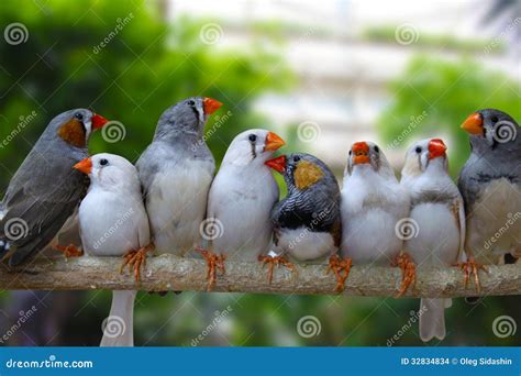 Group Of Zebra Finch Birds Stock Images - Image: 32834834