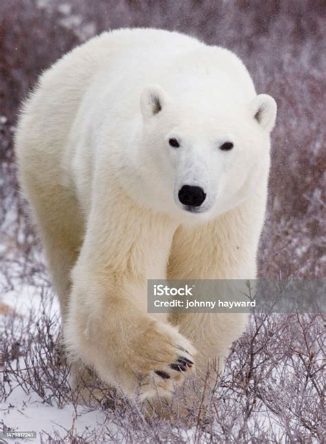 Polar Bears Churchill Manitoba Stock Photo - Download Image Now - Bear ...