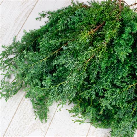 【生花】日本草花園のコニファー ヒムロ杉 つまみ 約500g【早締切 74】 花材通販はなどんやアソシエ