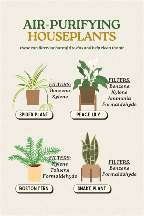 Air-purifying Houseplants in 2024 | Plant mom, Houseplants, Air purifier