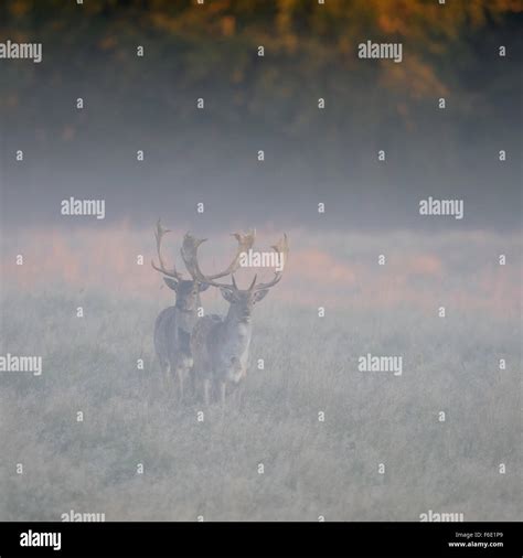 Fallow deer fawns hi-res stock photography and images - Alamy