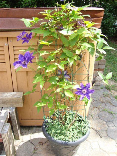 How To Grow Clematis In A Pot Artofit