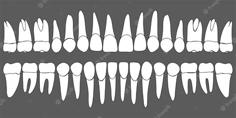 Premium Vector Set Of Human Teeth Dental Template